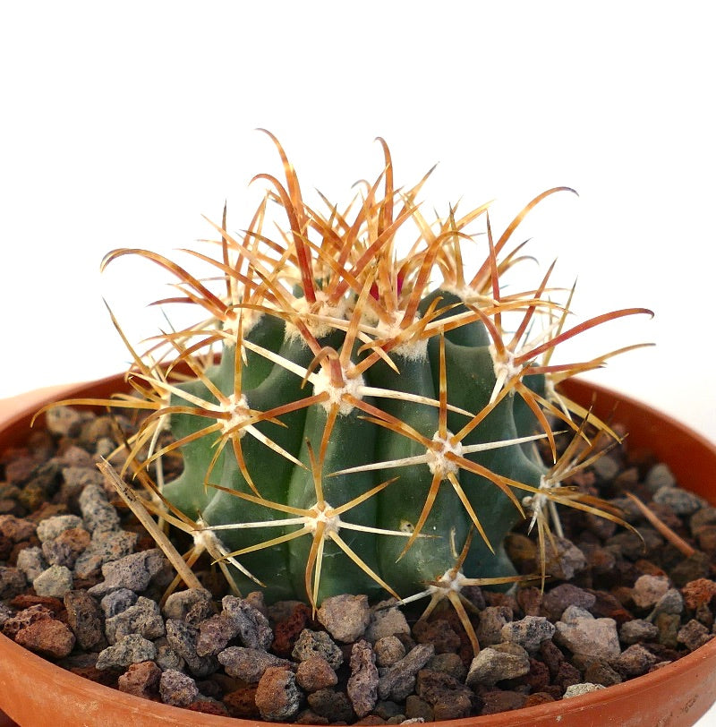 Ferocactus chrysacanthus pequeño cactus suculento con largas espinas naranjas en maceta de terracota