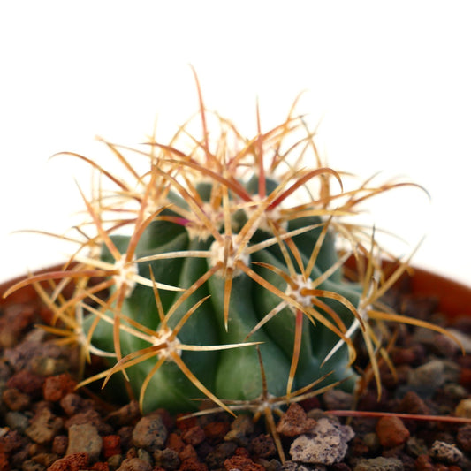 Ferocactus chrysacanthus succulent cactus with long curved orange spines and ribbed green body
