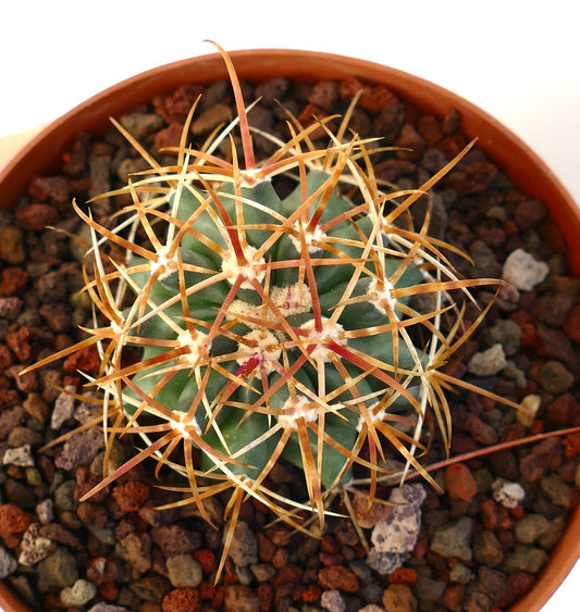 Ferocactus chrysacanthus succulent cactus with long reddish-yellow spines in pot