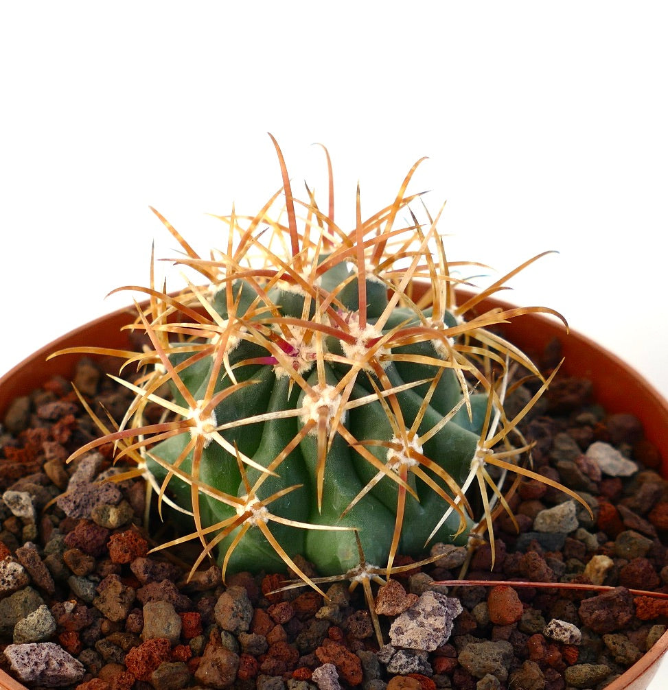 Ferocactus chrysacanthus cactus succulento con lunghe spine arancioni appuntite in terreno roccioso