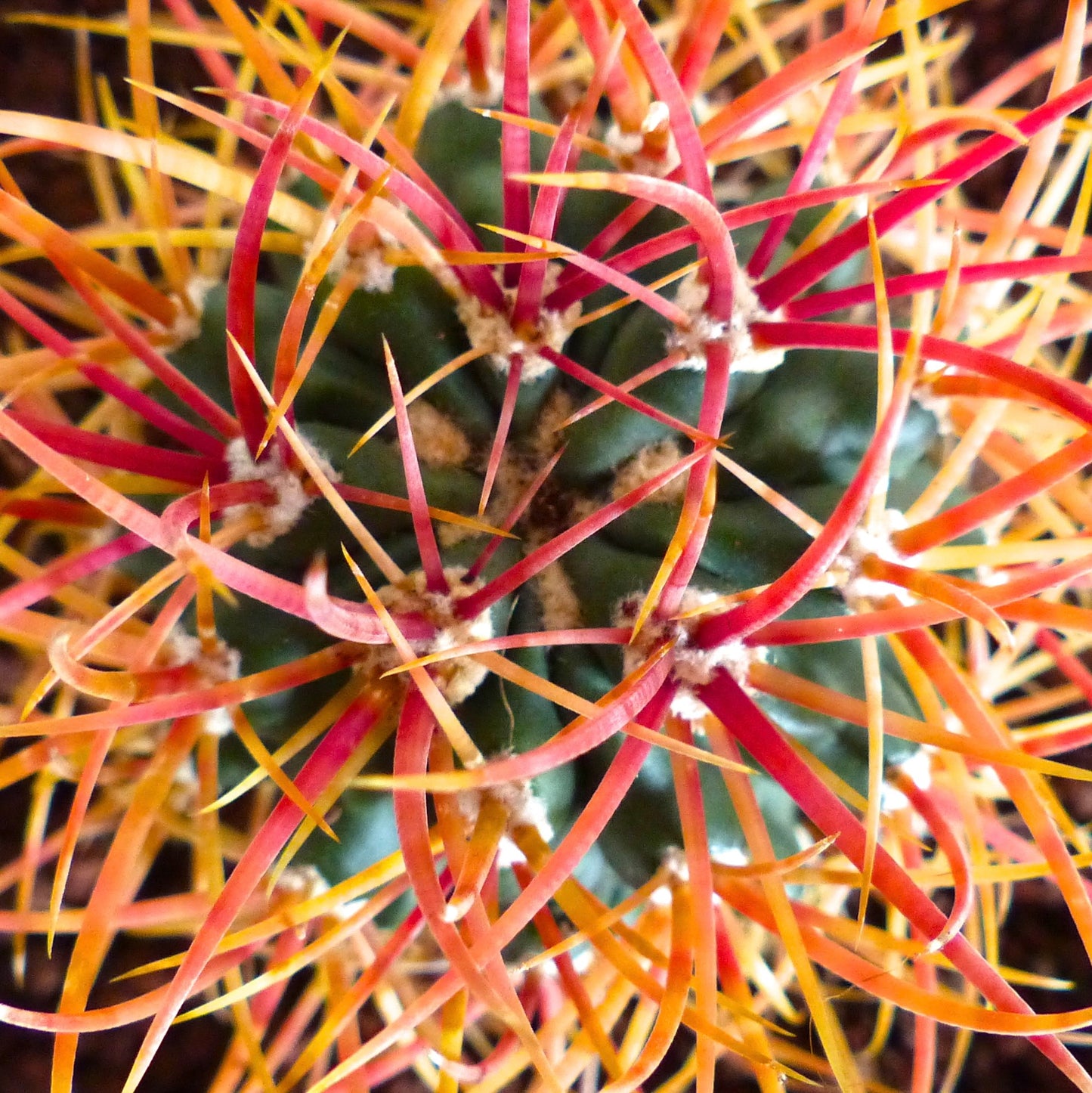 Ferocactus chrysacanthus succulent cactus with dense red-orange curved spines close-up