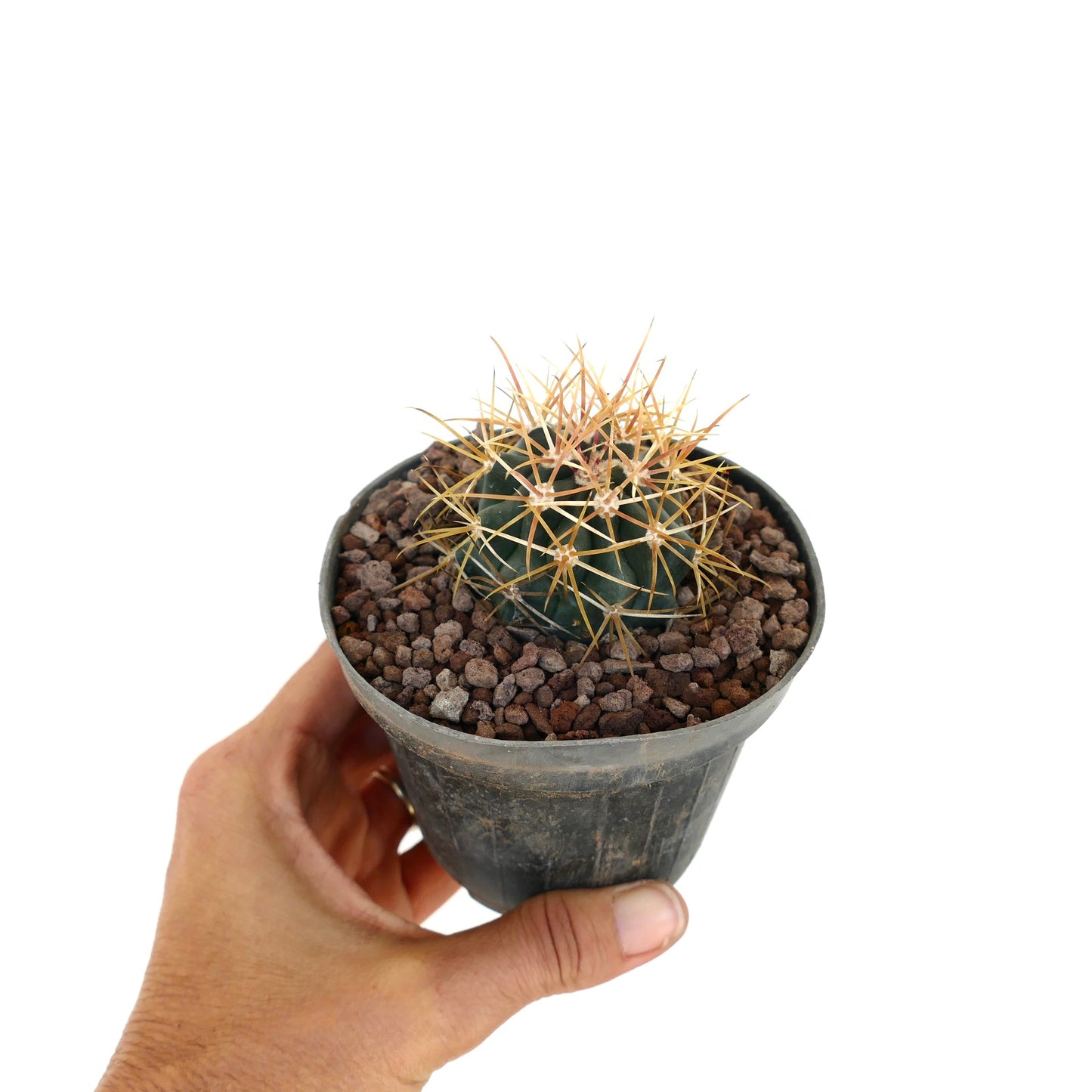 Ferocactus chrysacanthus succulent cactus with dense red-orange curved spines close-up