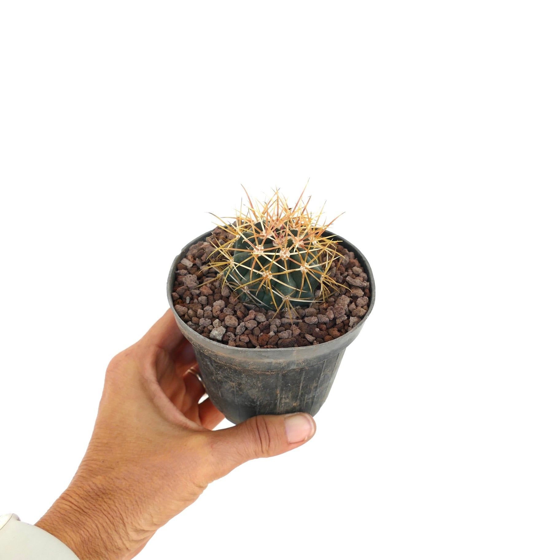 Ferocactus chrysacanthus succulent cactus with vibrant red-orange curved spines close-up