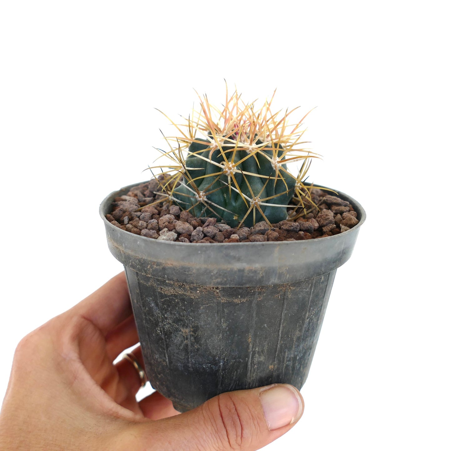 Ferocactus chrysacanthus cactus with dense red-orange curved spines and dark green body