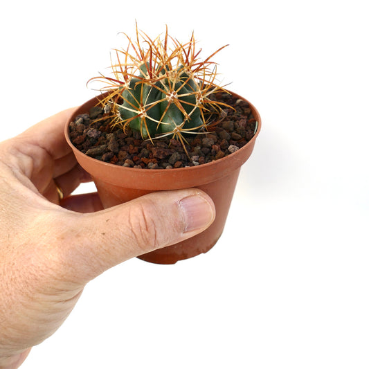 Ferocactus chrysacanthus small succulent cactus with long orange spines in terracotta pot held by hand