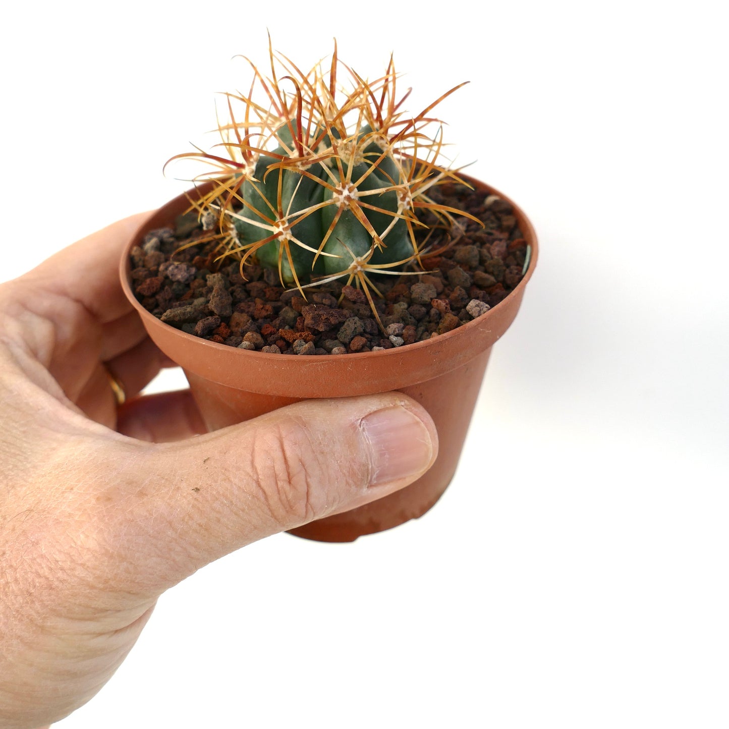 Ferocactus chrysacanthus pequeño cactus suculento con largas espinas naranjas en maceta de terracota