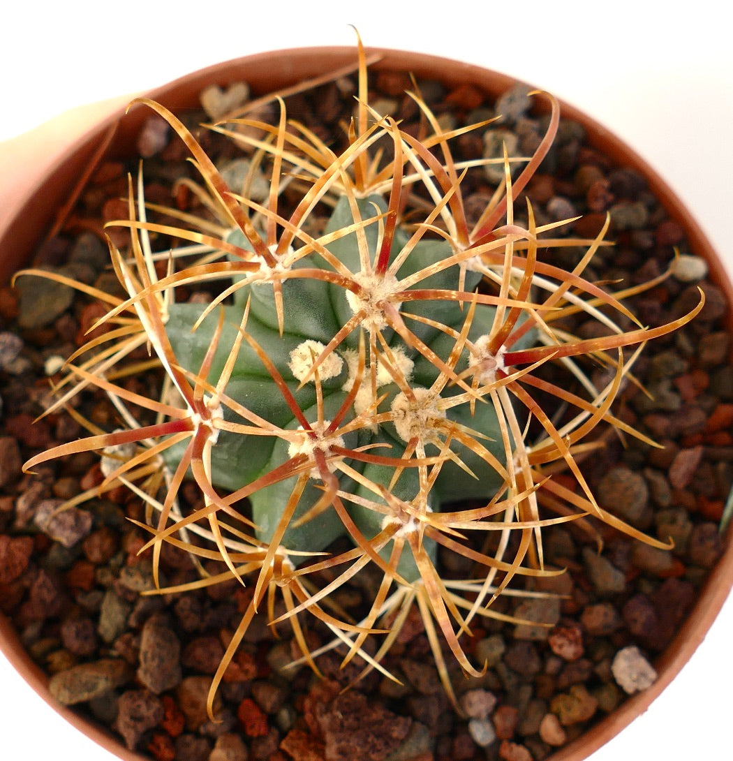 Ferocactus chrysacanthus suculento cactus con largas espinas curvas de color amarillo-naranja en maceta