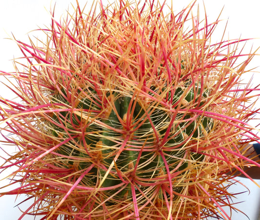 Ferocactus chrysacanthus succulent cactus with dense red and orange long spines