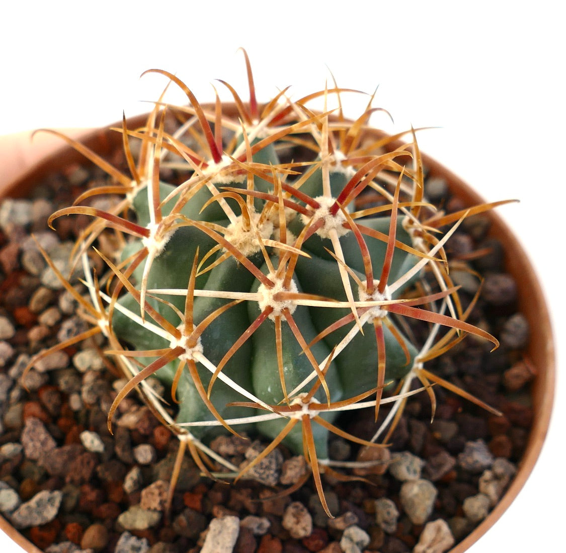 Ferocactus chrysacanthus vetplant cactus met lange rood-oranje stekels in pot