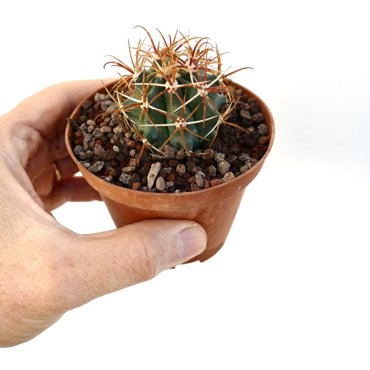 Ferocactus chrysacanthus kleine vetplant cactus met lange roodachtige stekels in pot vastgehouden door hand