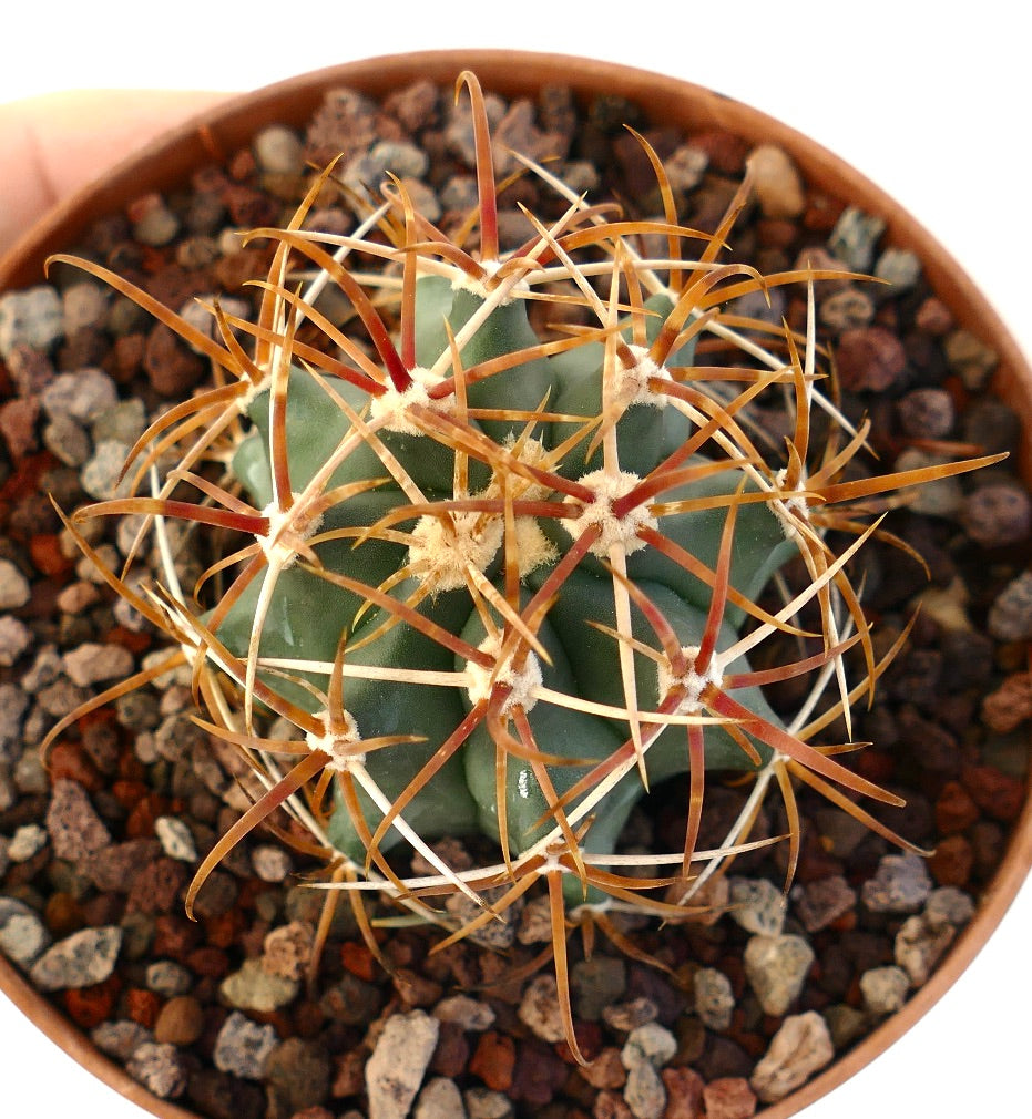 Ferocactus chrysacanthus cactus met lange gebogen oranje stekels en een groene geribbelde stam in pot