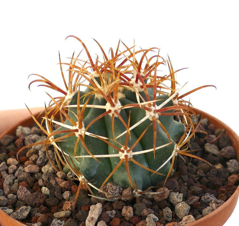 Ferocactus chrysacanthus vetplant cactus met opvallende rood-oranje stekels in pot