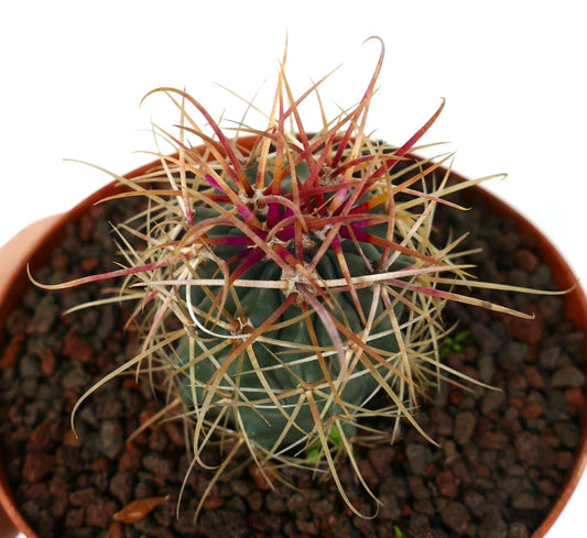 Ferocactus chrysacanthus RED spines X YELLOW spines