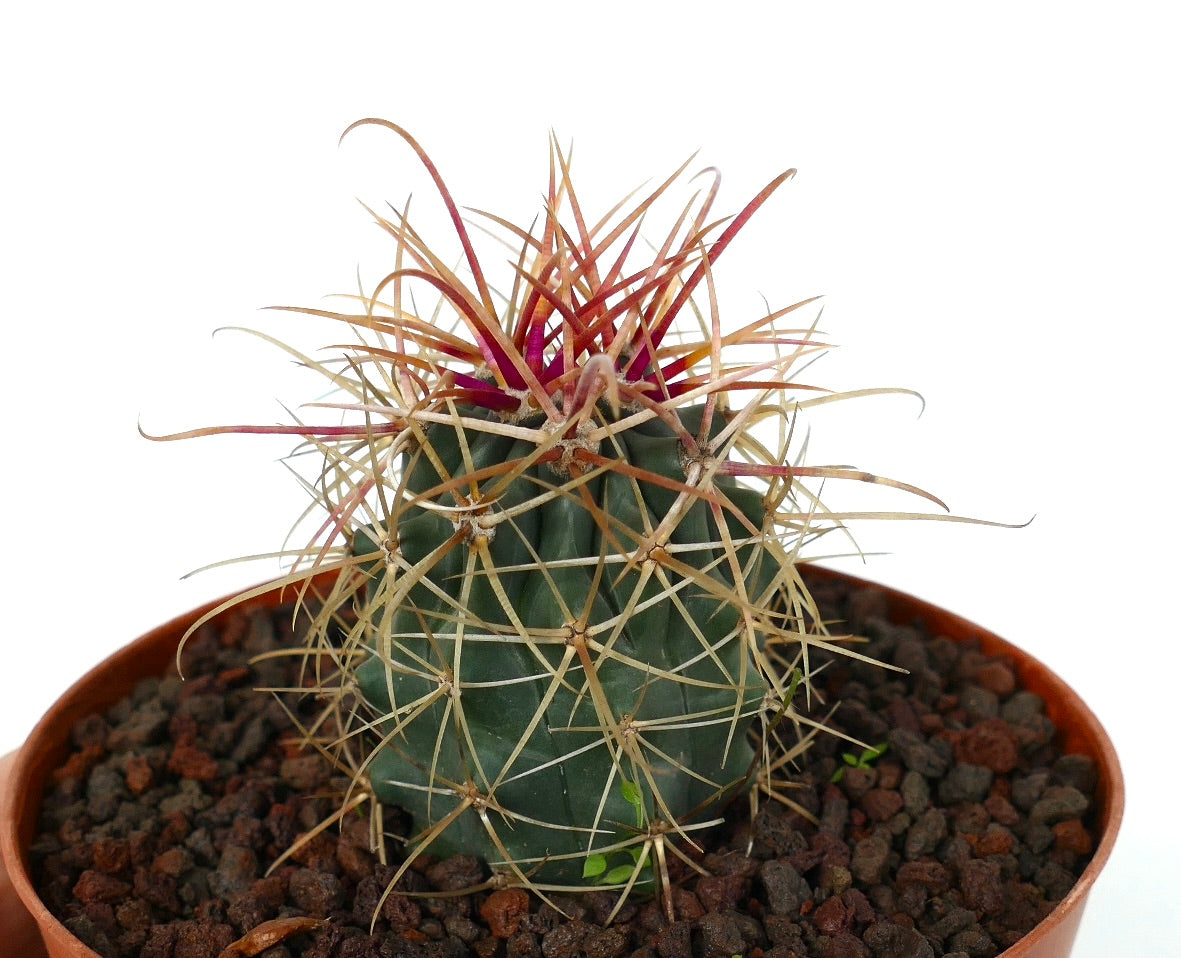 Ferocactus chrysacanthus RED spines X YELLOW spines