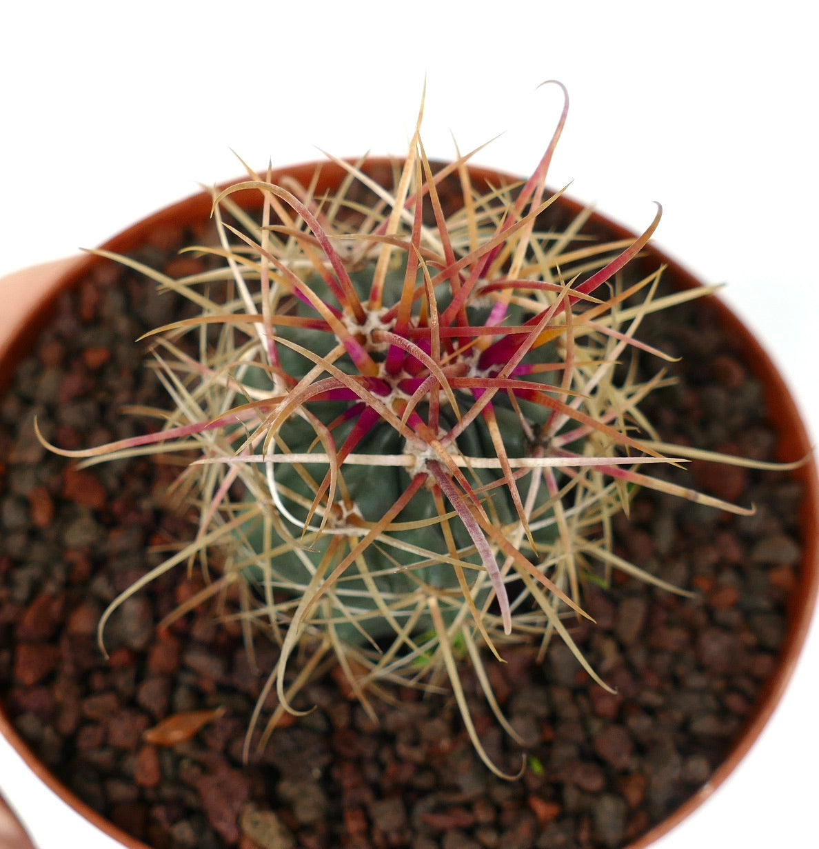 Ferocactus chrysacanthus RED spines X YELLOW spines