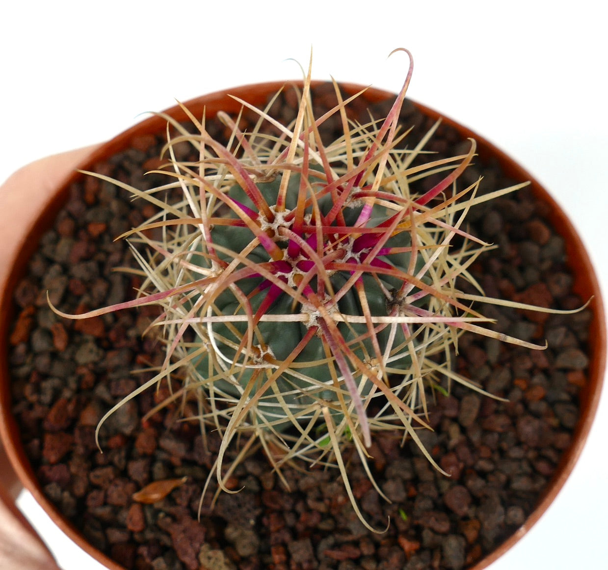 Ferocactus chrysacanthus RED spines X YELLOW spines