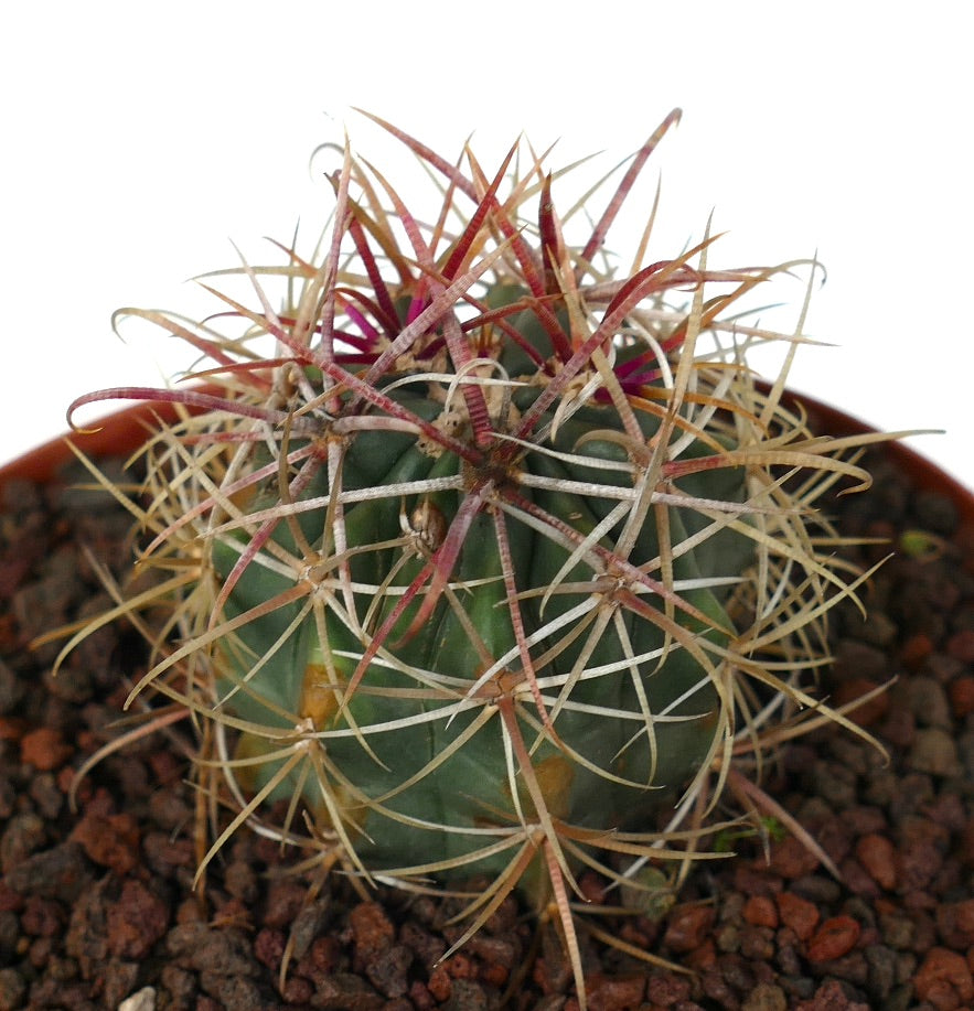 Ferocactus chrysacanthus YELLOW x RED spines