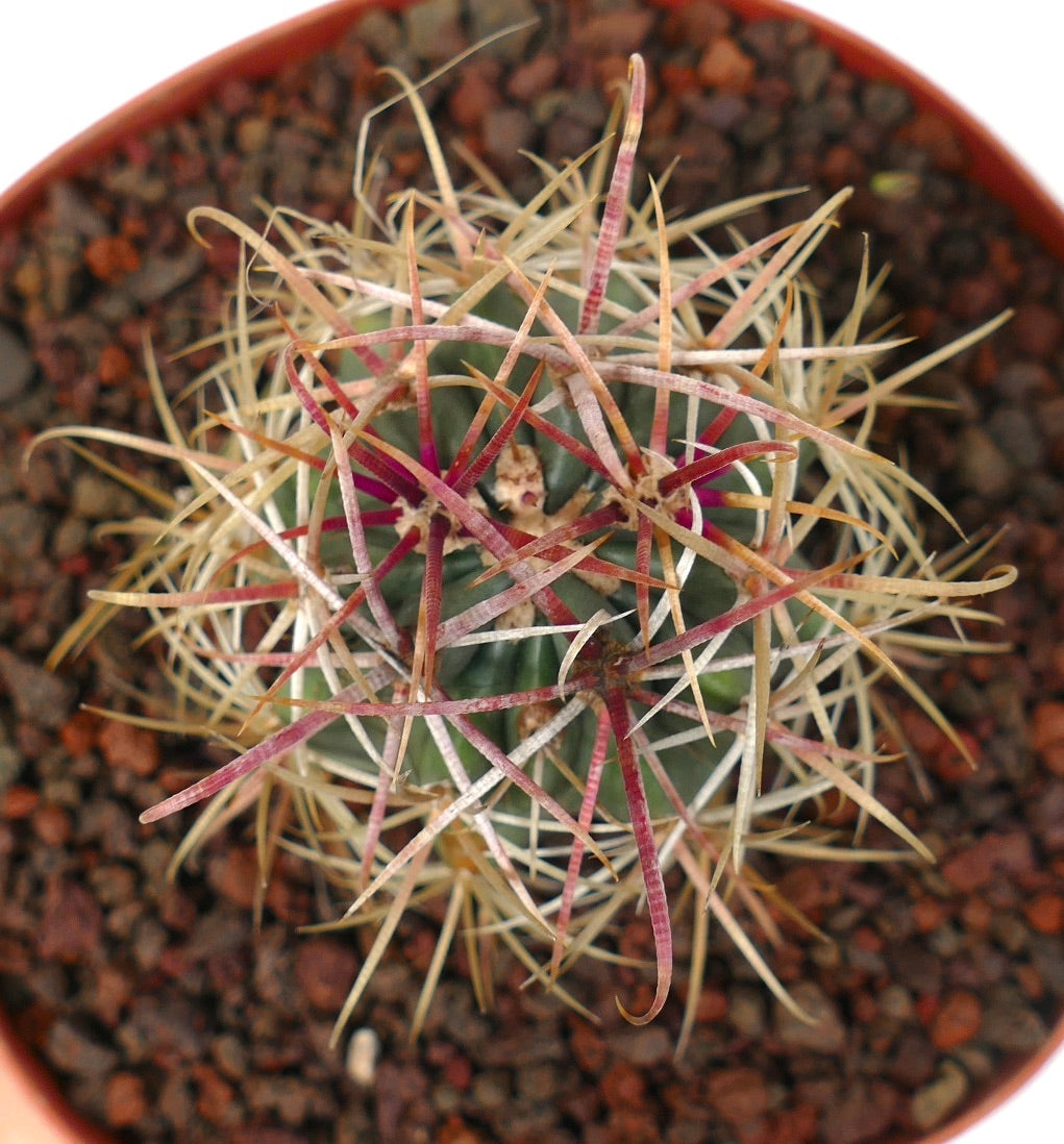 Ferocactus chrysacanthus YELLOW x RED spines