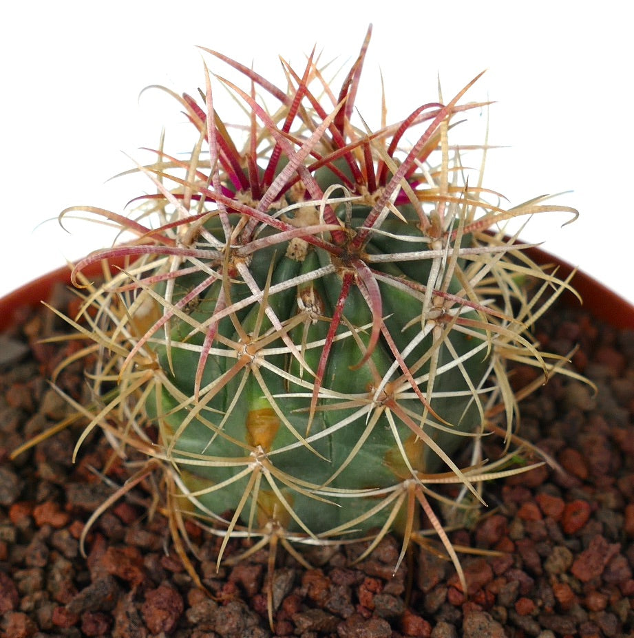 Ferocactus chrysacanthus YELLOW x RED spines