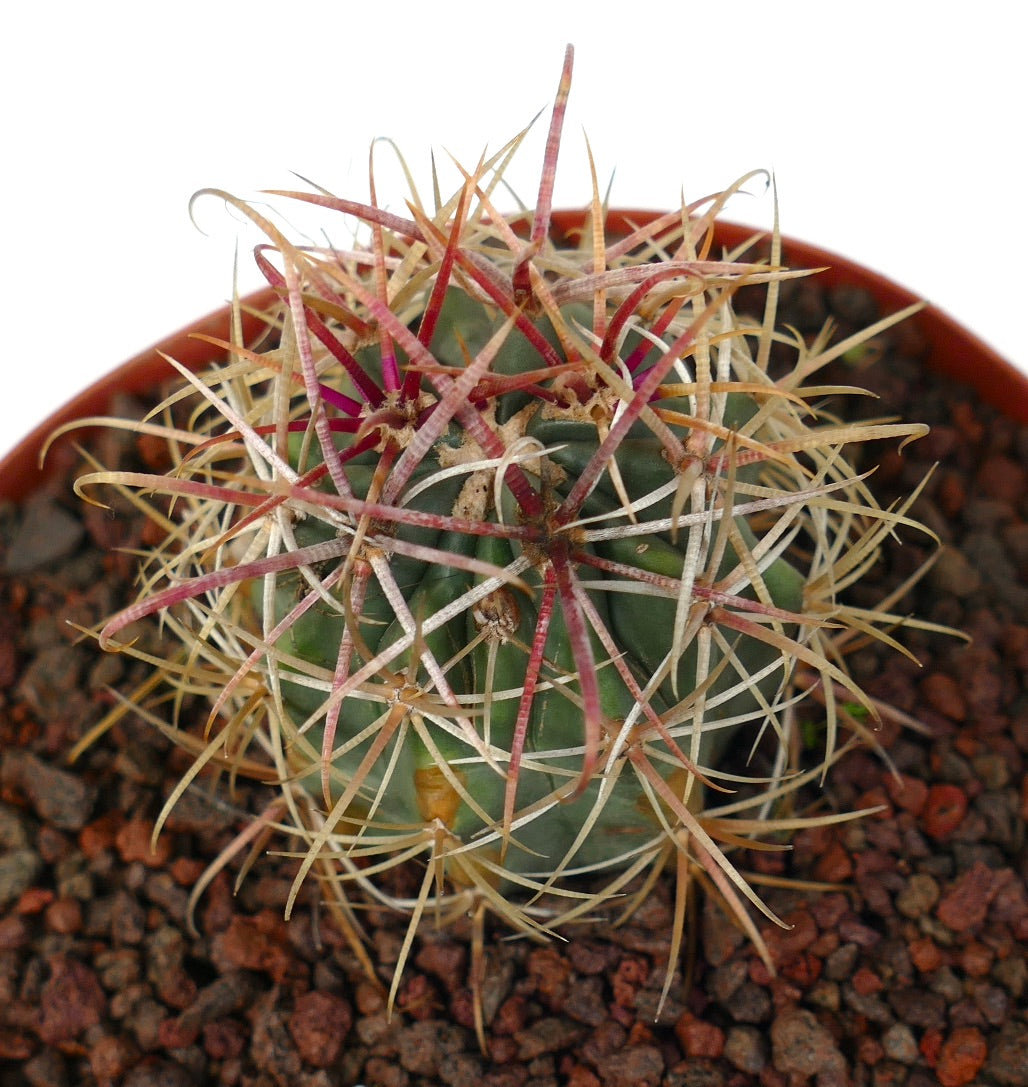 Ferocactus chrysacanthus YELLOW x RED spines