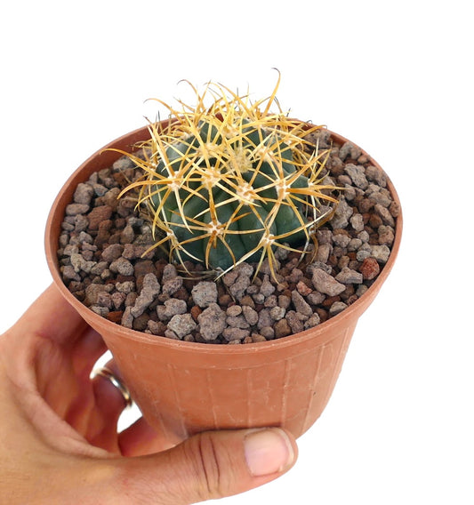 Ferocactus chrysacanthus dense golden spines round succulent cactus in terracotta pot