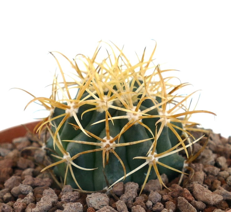 Ferocactus chrysacanthus cactus with dense golden-yellow spines in terracotta pot