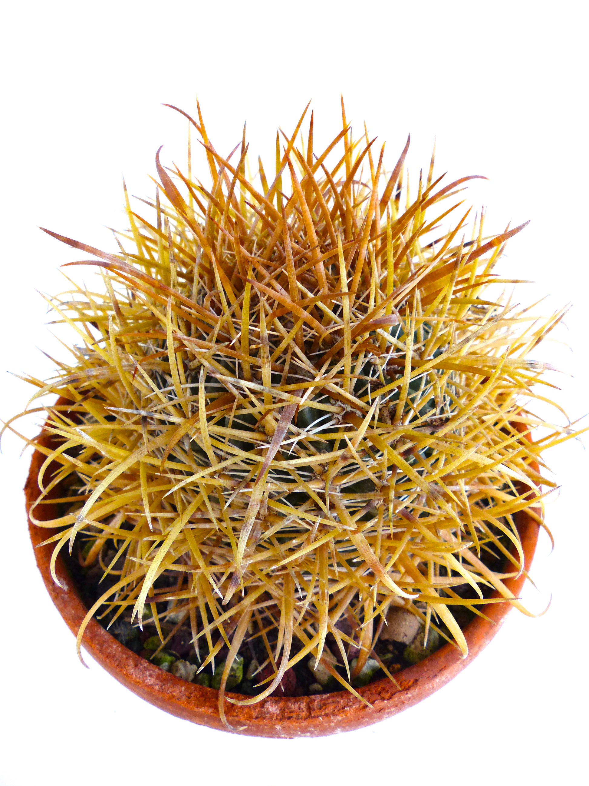 Ferocactus chrysacanthus cactus with dense golden-yellow spines in small terracotta pot