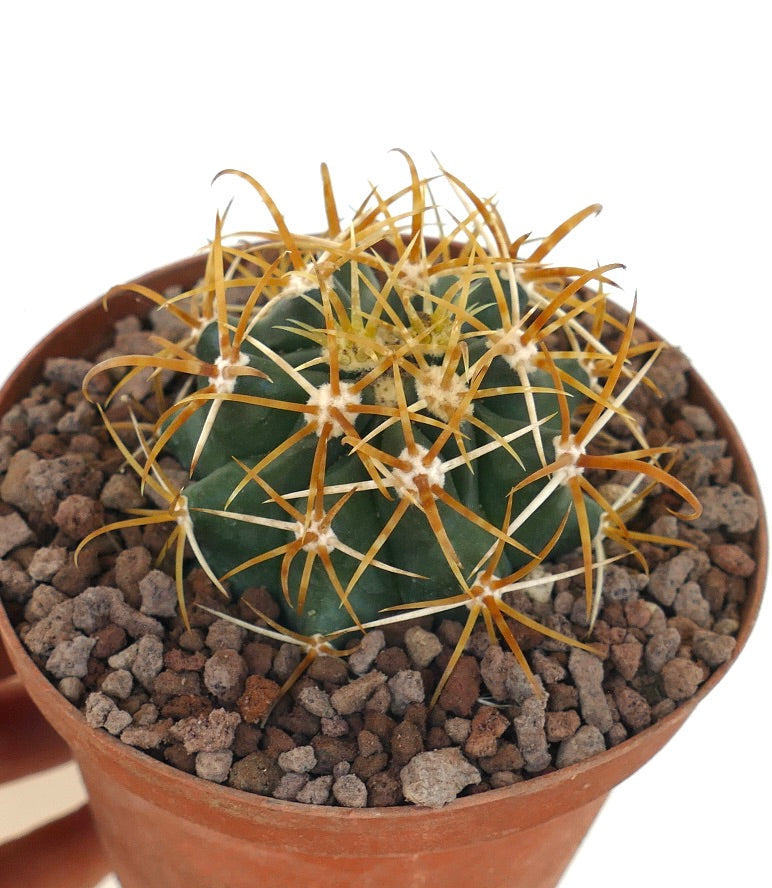 Ferocactus chrysacanthus, cactus denso con lunghe spine gialle e marroni in vaso
