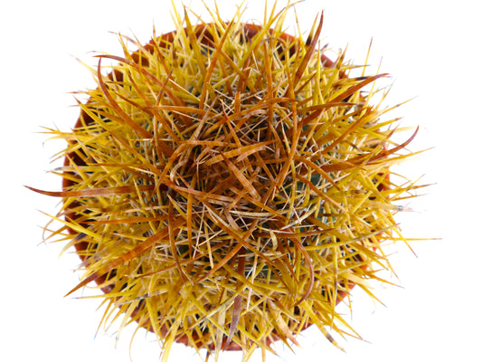 Ferocactus chrysacanthus cactus with dense long yellow spines in round shape