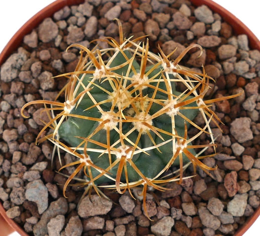 Ferocactus chrysacanthus succulent cactus with dense vibrant orange and red spines