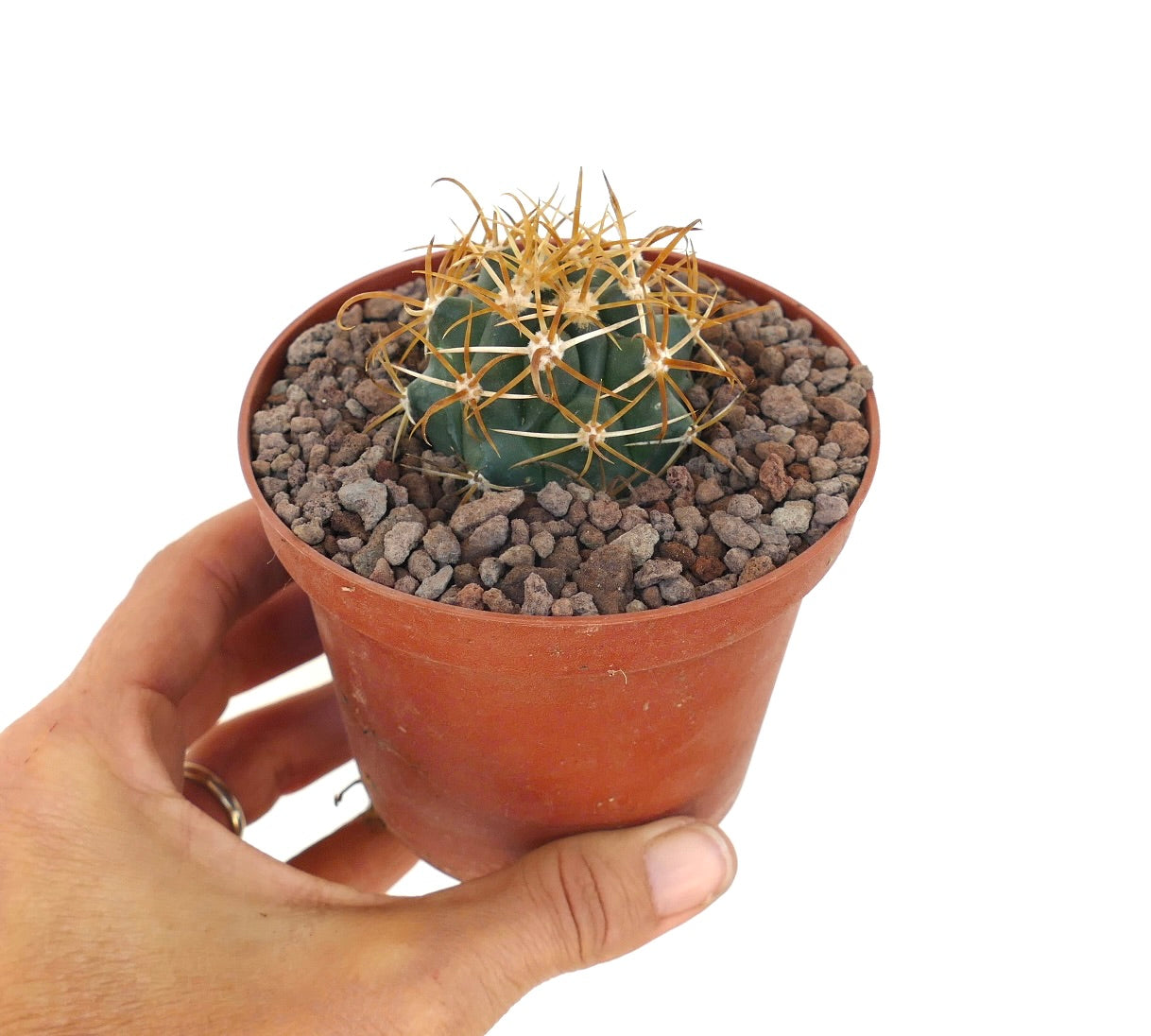 Ferocactus chrysacanthus vibrant succulent cactus with dense yellow-orange and red spines