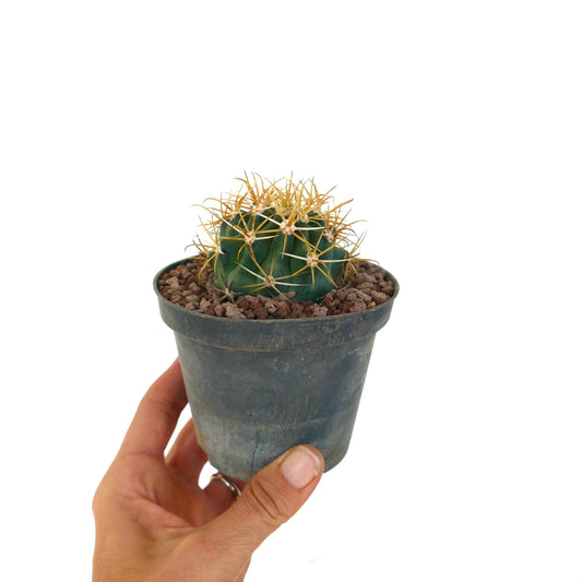 Ferocactus chrysacanthus small cactus with thick yellow spines in pot