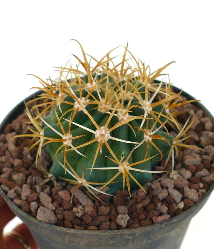 Ferocactus chrysacanthus small cactus with dense yellow spines in pot