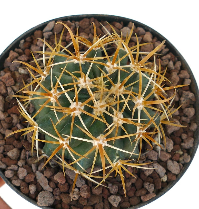 Ferocactus chrysacanthus small cactus with prominent yellow spines in pot