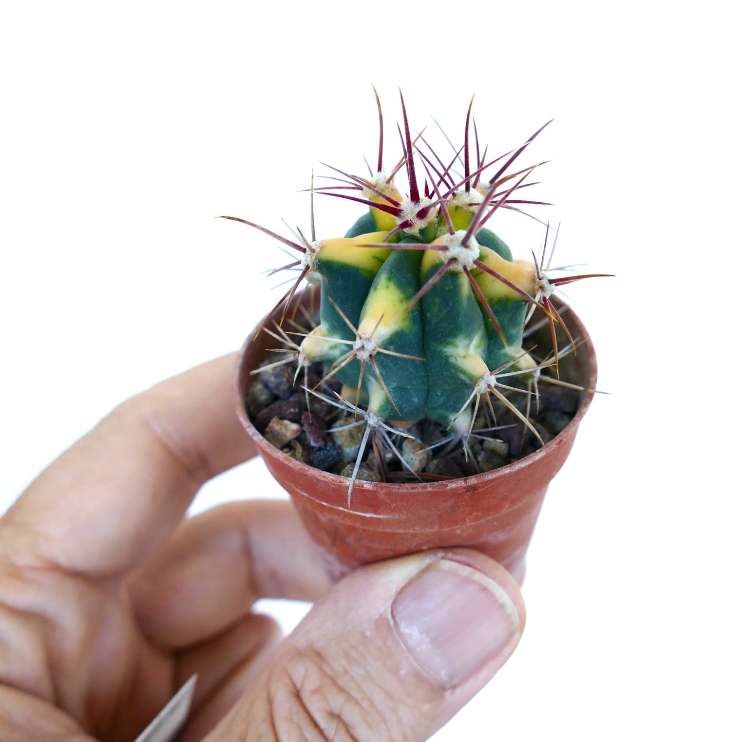 Ferocactus chrysacanthus yellow variegated cactus held in hand, highlighting its compact size, ribbed structure, variegated coloration, and spiny areoles.