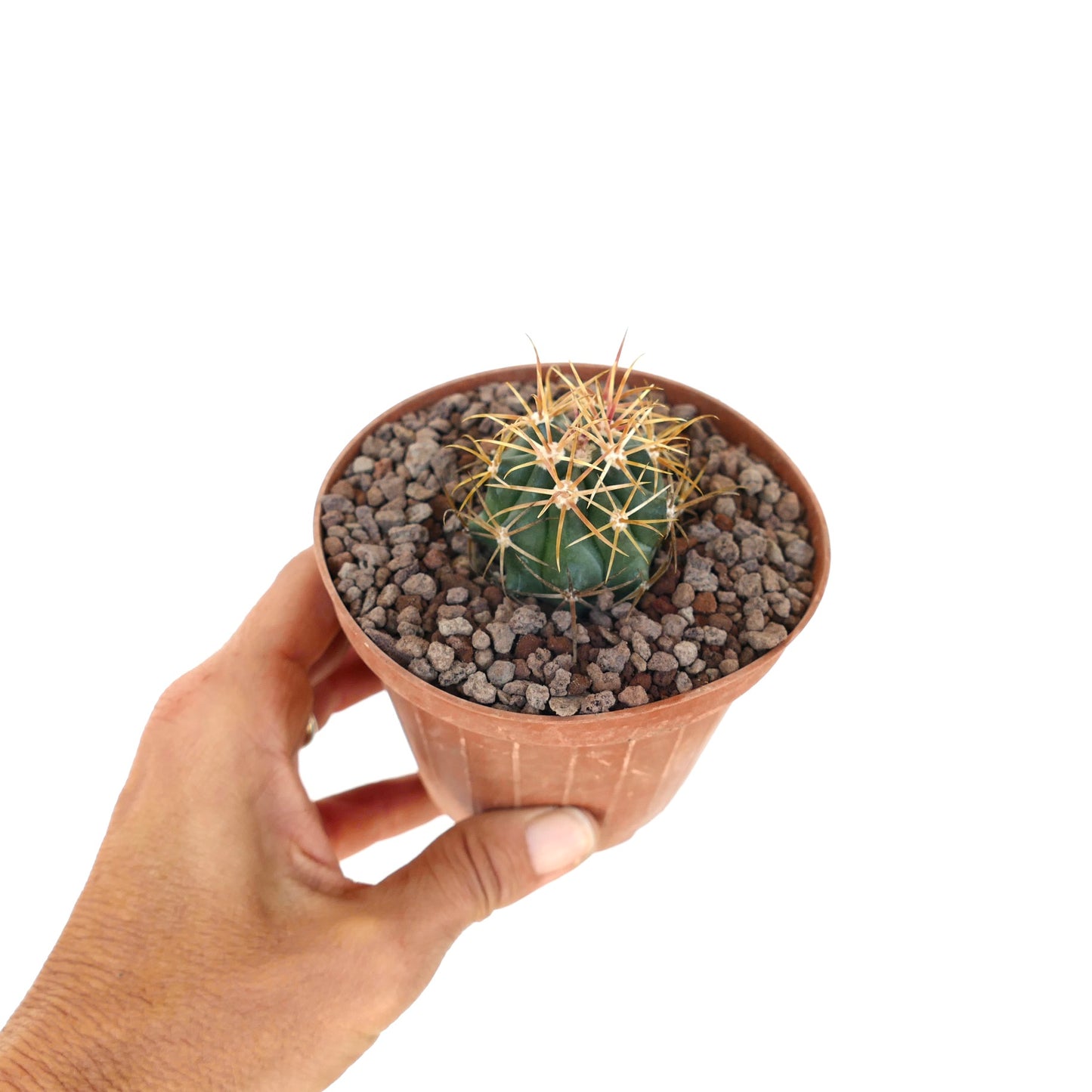 Ferocactus chrysacanthus rare cactus with dense red and yellow spines spherical shape