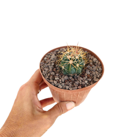 Ferocactus chrysacanthus rare cactus with dense red and yellow spines spherical shape