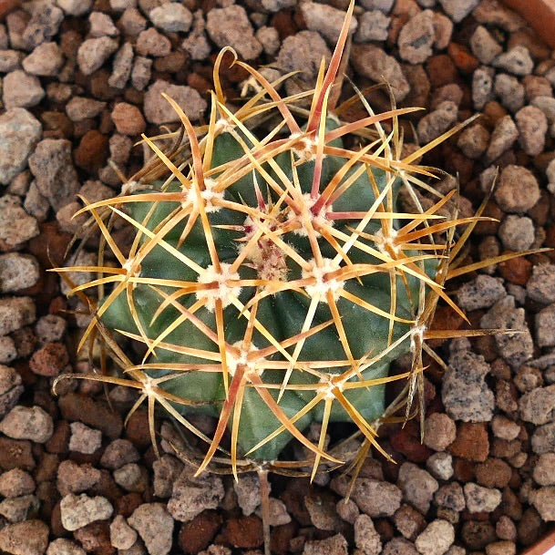 Ferocactus chrysacanthus large round cactus with dense red-yellow spines and green body