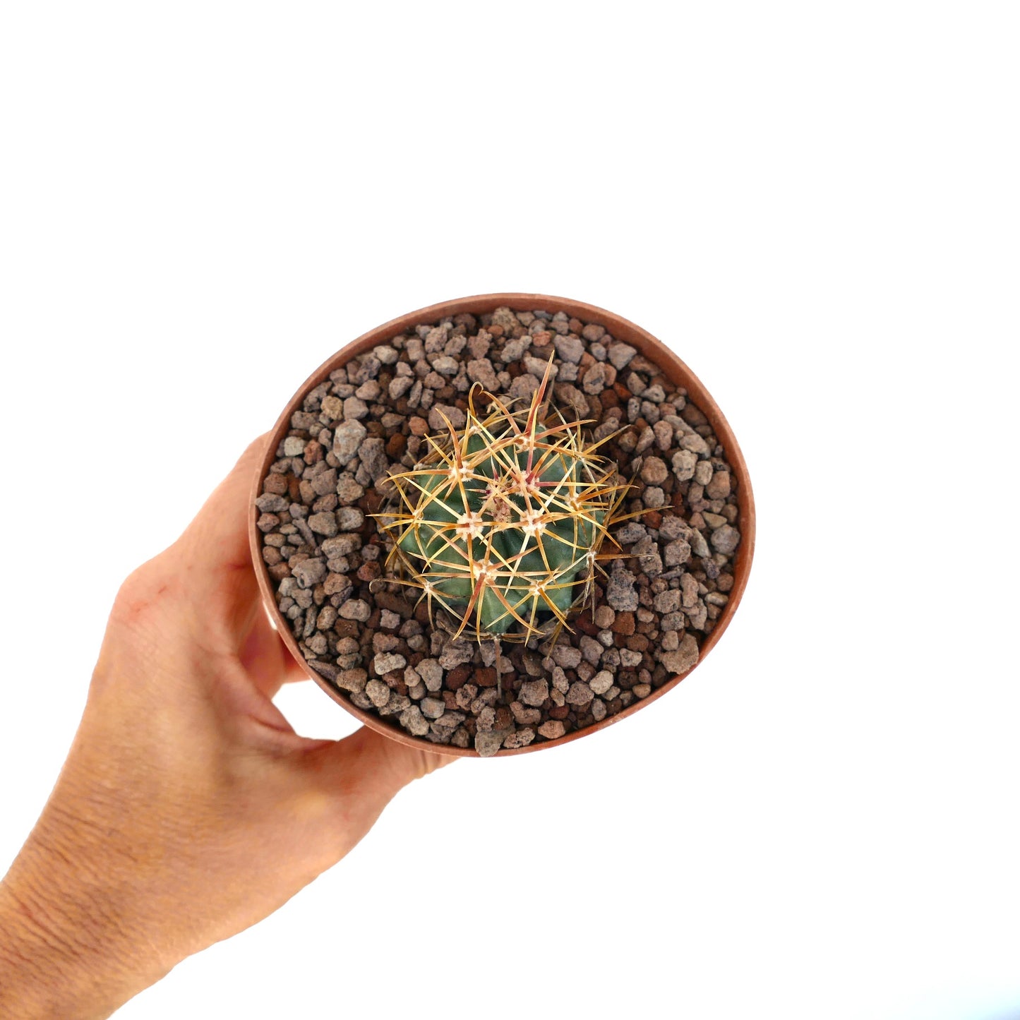 Ferocactus chrysacanthus vibrant succulent cactus with dense red and yellow spines