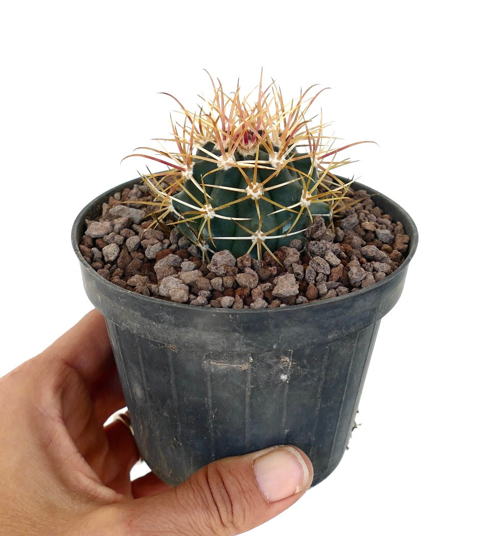 Ferocactus chrysacanthus con spine lunghe, curve e arancioni dense in vaso