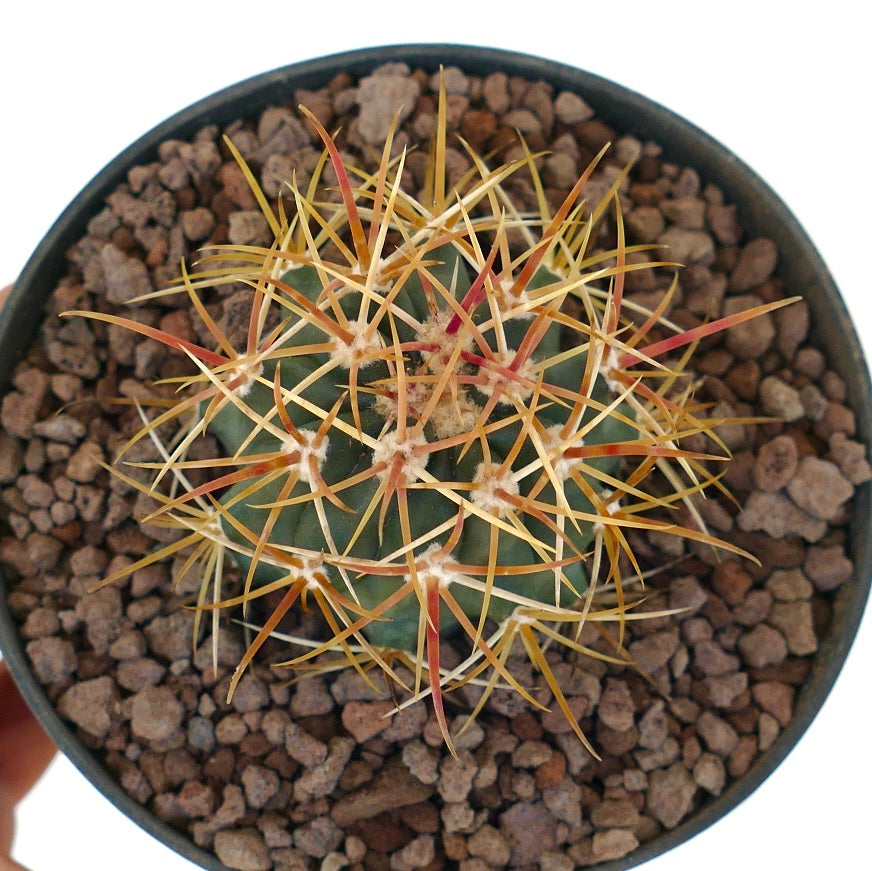 Esemplare di cactus Ferocactus chrysacanthus con spine lunghe, arcuate e arancioni e corpo verde