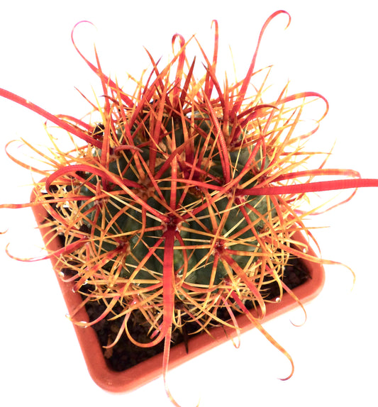 Ferocactus chrysacanthus cactus with long curved orange spines in terracotta pot
