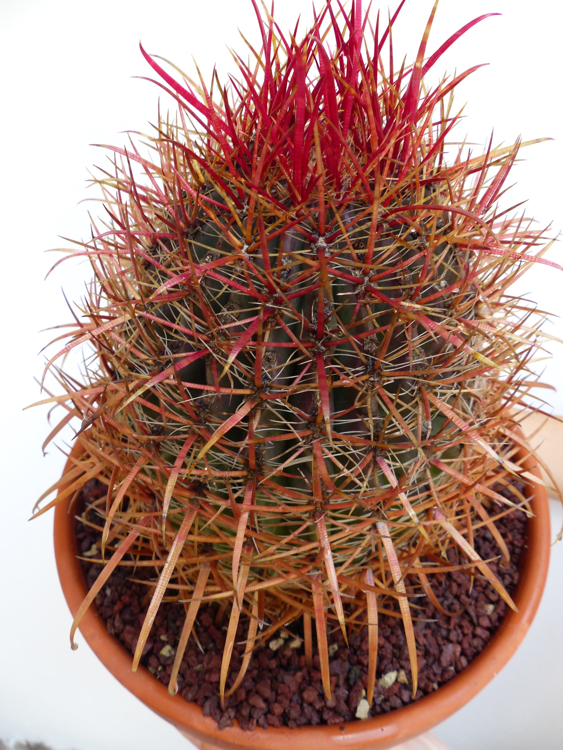 Ferocactus coloratus rare cactus with vibrant red and orange long spines in terracotta pot