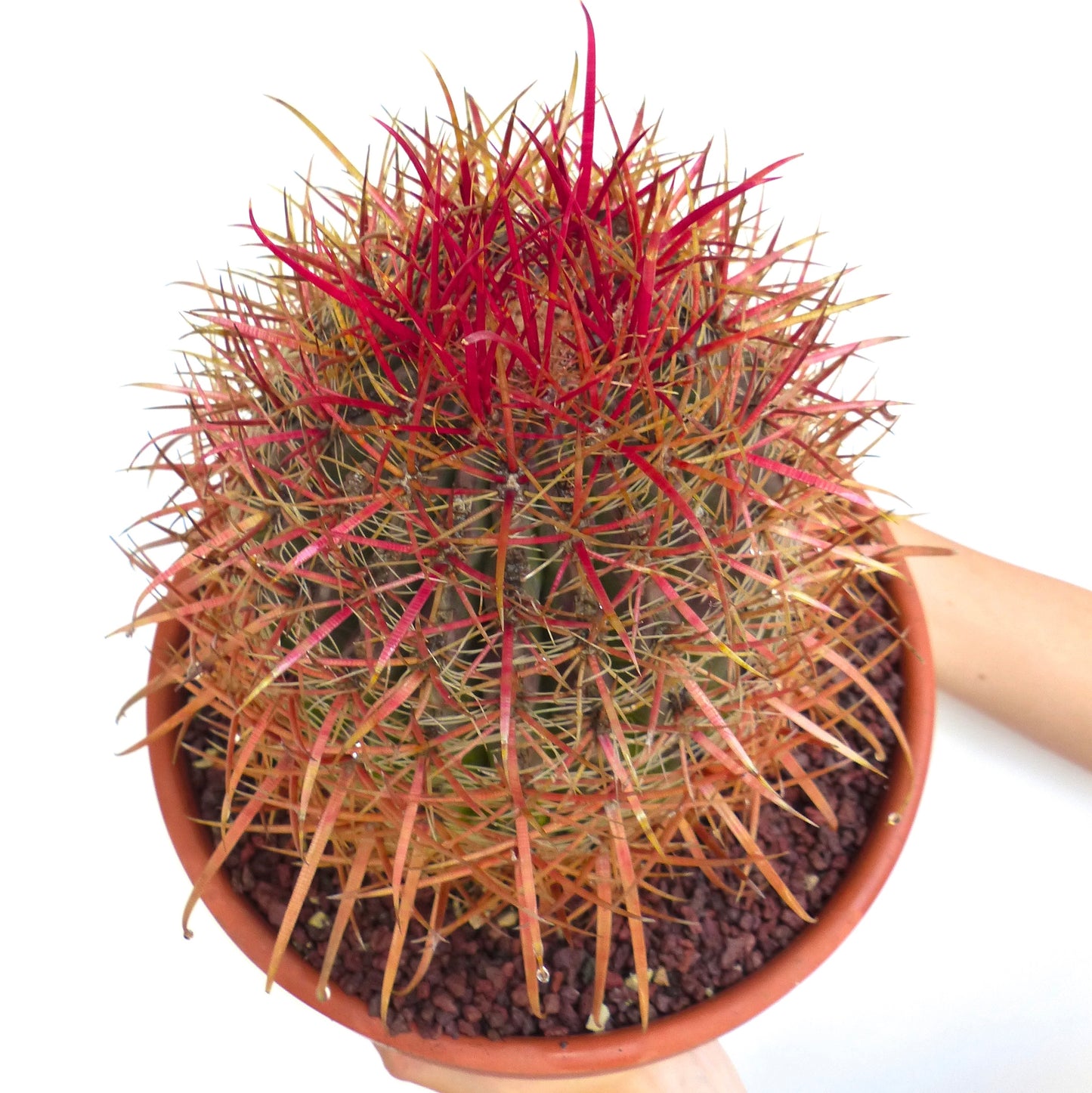 Ferocactus coloratus cactus with vibrant red and orange long spines in terracotta pot