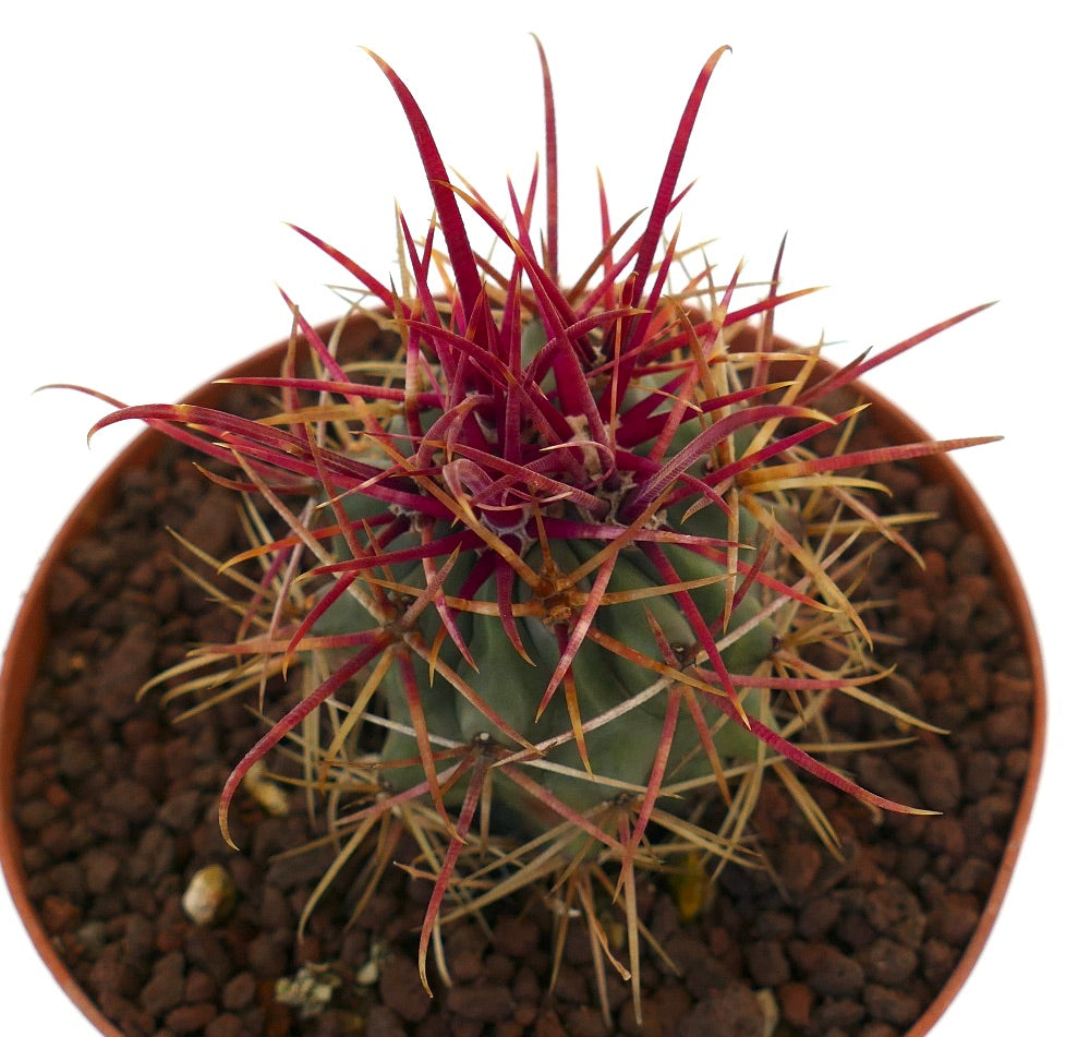 Ferocactus cylindraceus lecontei sukkulent kaktus med livlige røde og gule lange pigger i potte