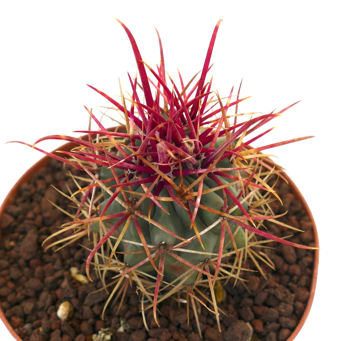 Ferocactus cylindraceus lecontei-kaktus med livlige røde pigger og grønn ribbet kropp i potte