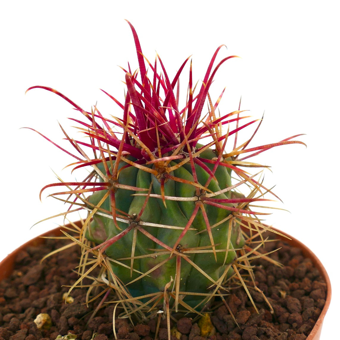 Ferocactus cylindraceus lecontei sukkulent kaktus med livlige røde pigger og ribbet grønn kropp