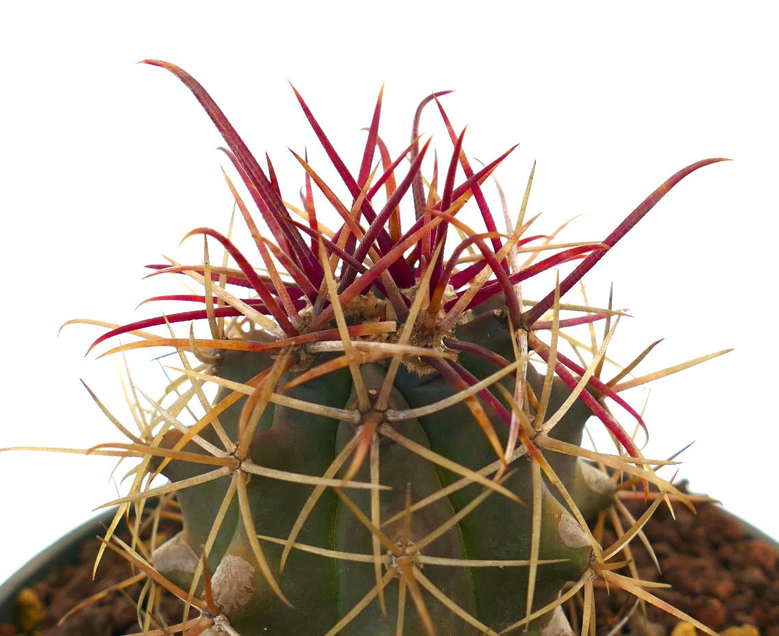 Ferocactus cylindraceus lecontei Sukkulent-Kaktus mit langen roten und gelben Stacheln im Topf