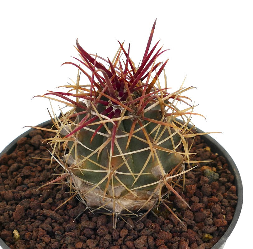 Ferocactus cylindraceus lecontei Sukkulenter Kaktus mit markanten langen roten und gelben Dornen im Topf