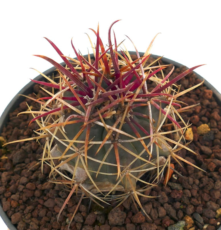 Ferocactus cylindraceus lecontei Sukkulente Kaktee mit auffälligen roten und gelben Dornen im Topf